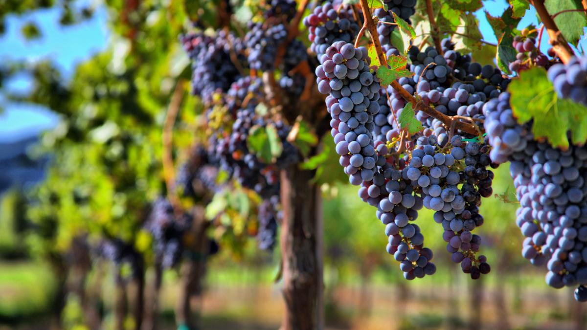 strada vini del piave